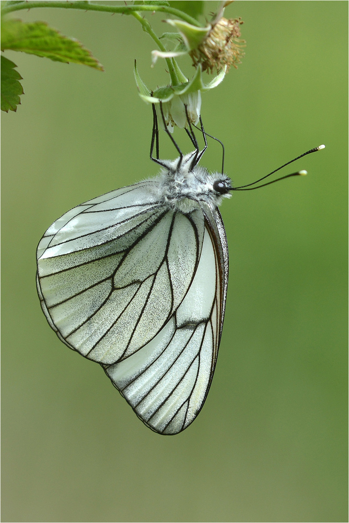 Baumweißling (Aporia crataegi)