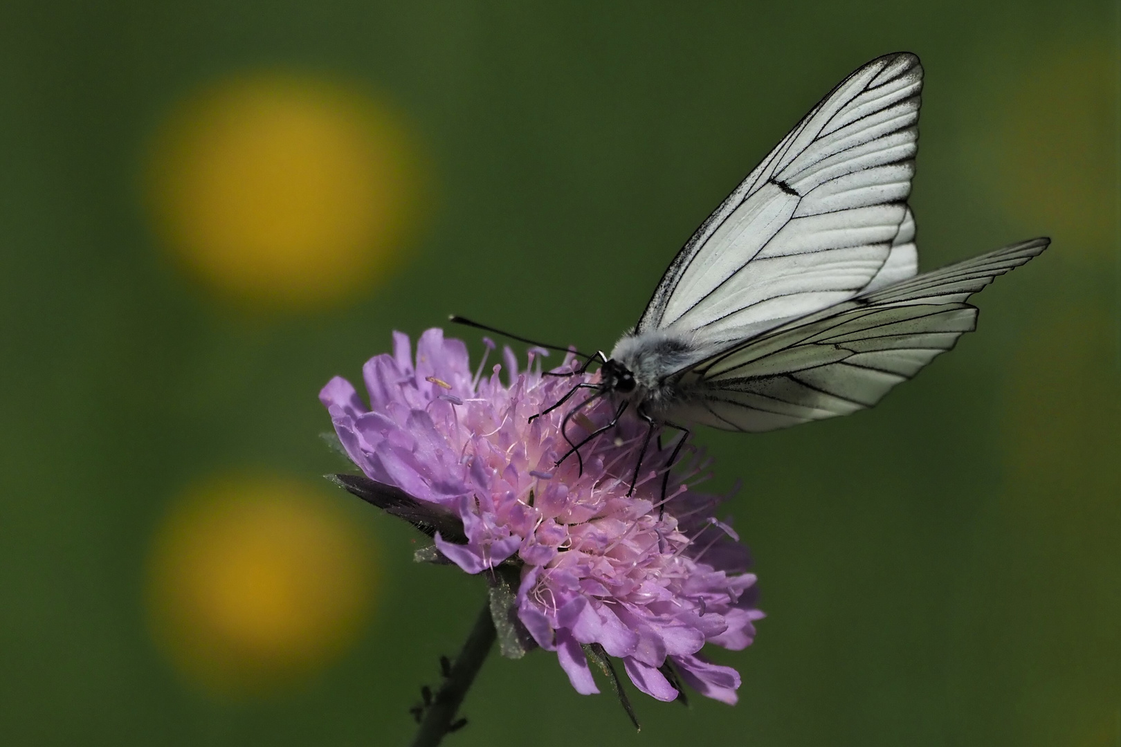 Baumweißling (Aporia crataegi)