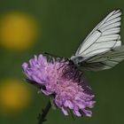 Baumweißling (Aporia crataegi)