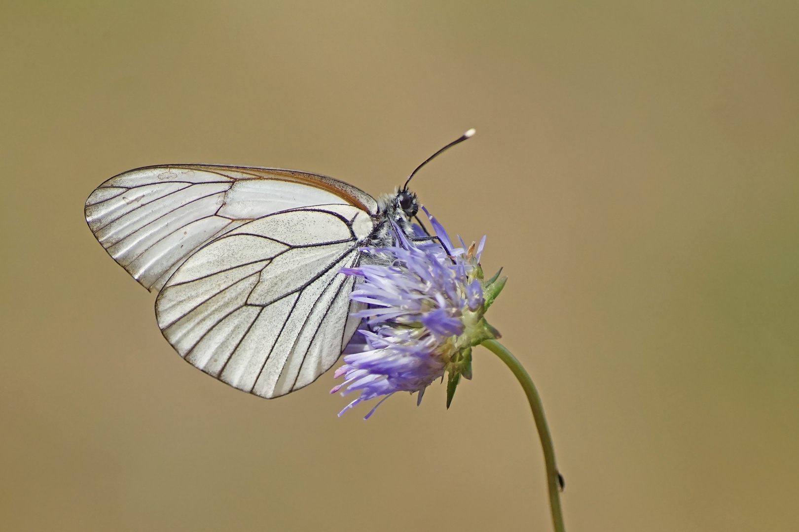 Baumweißling (Aporia crataegi)