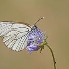 Baumweißling (Aporia crataegi)