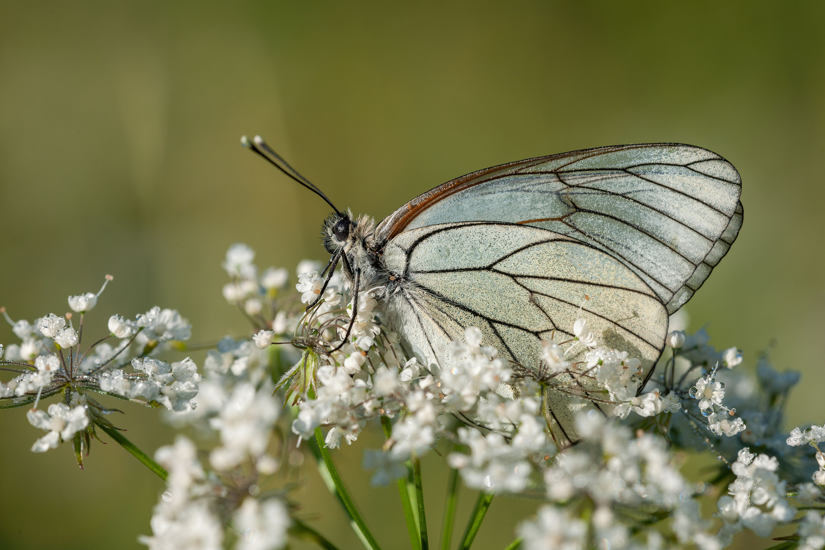 Baumweißling, Aporia crataegi