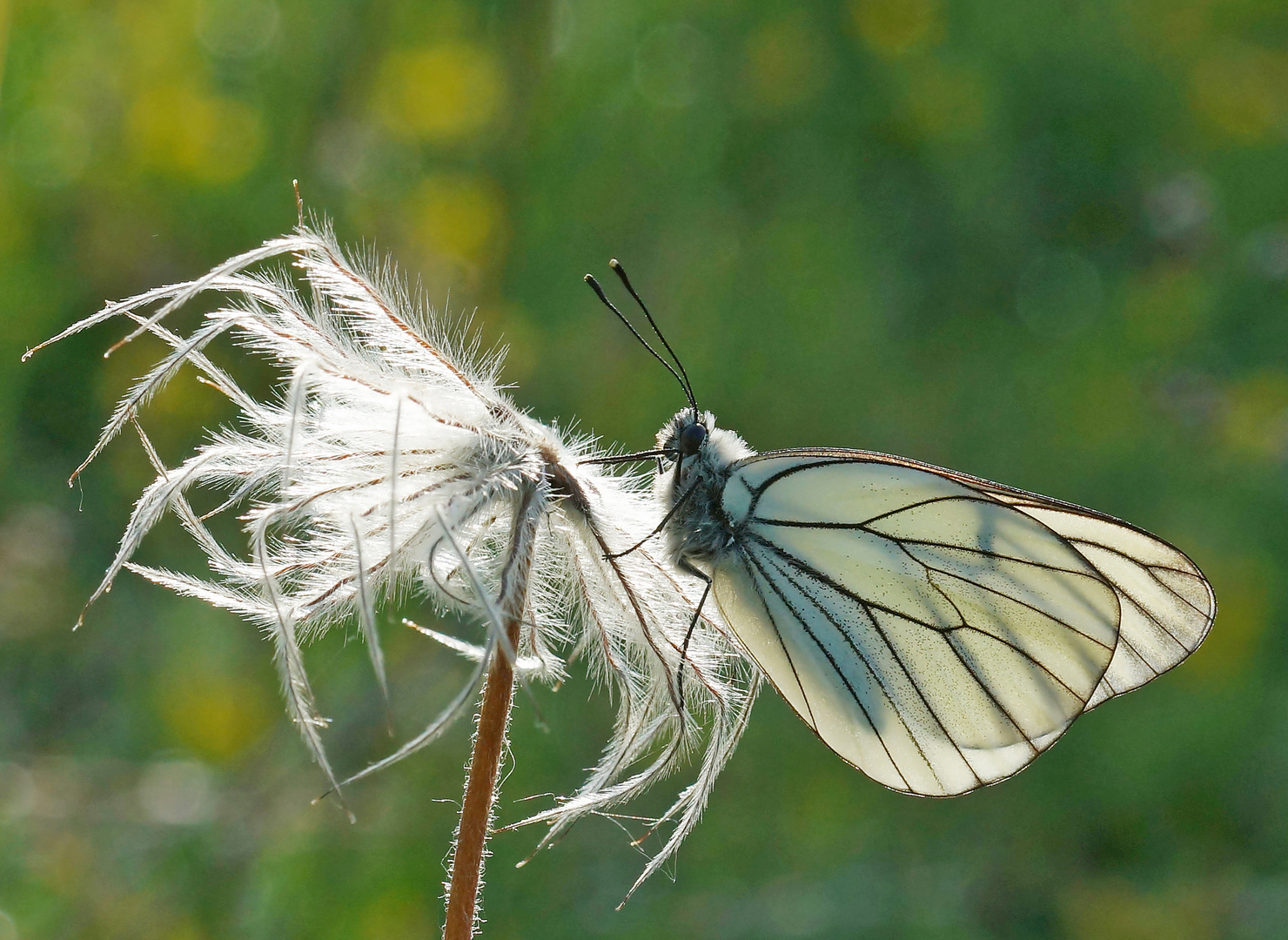 Baumweißling Aporia crataegi