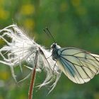 Baumweißling Aporia crataegi