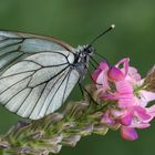 Baumweissling (Aporia crataegi)