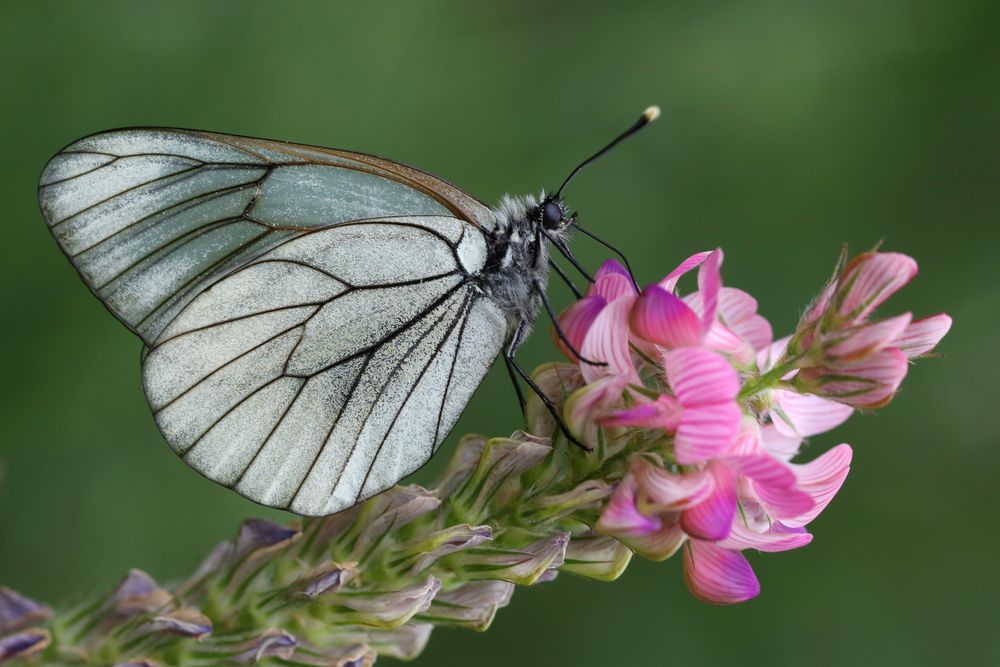 Baumweissling (Aporia crataegi)