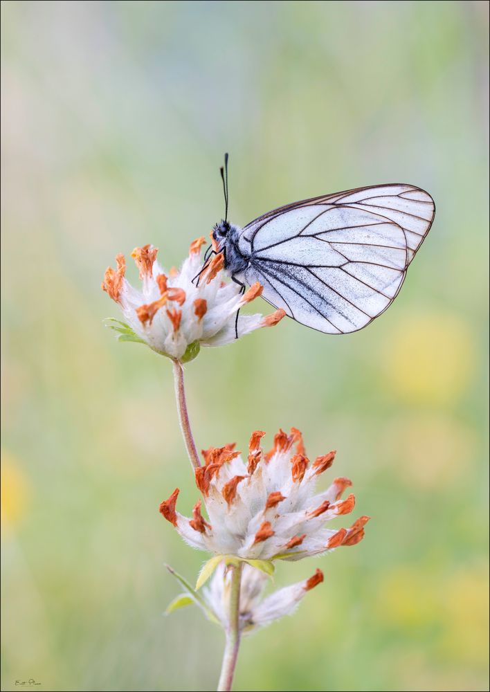 Baumweissling / Aporia crataegi