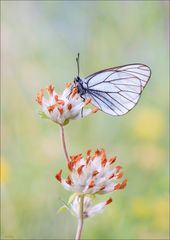 Baumweissling / Aporia crataegi