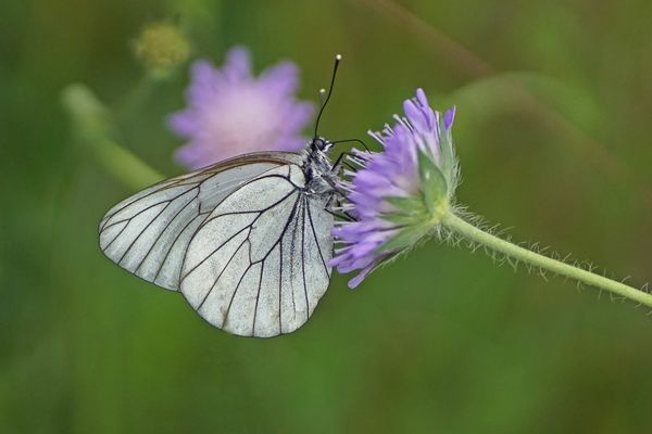 Baumweißling (Aporia crataegi)