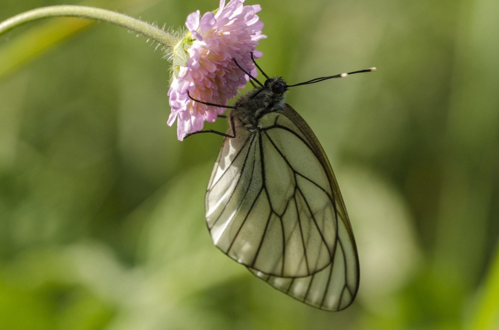 Baumweißling (Aporia crataegi)