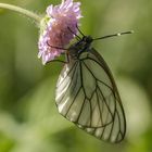 Baumweißling (Aporia crataegi)