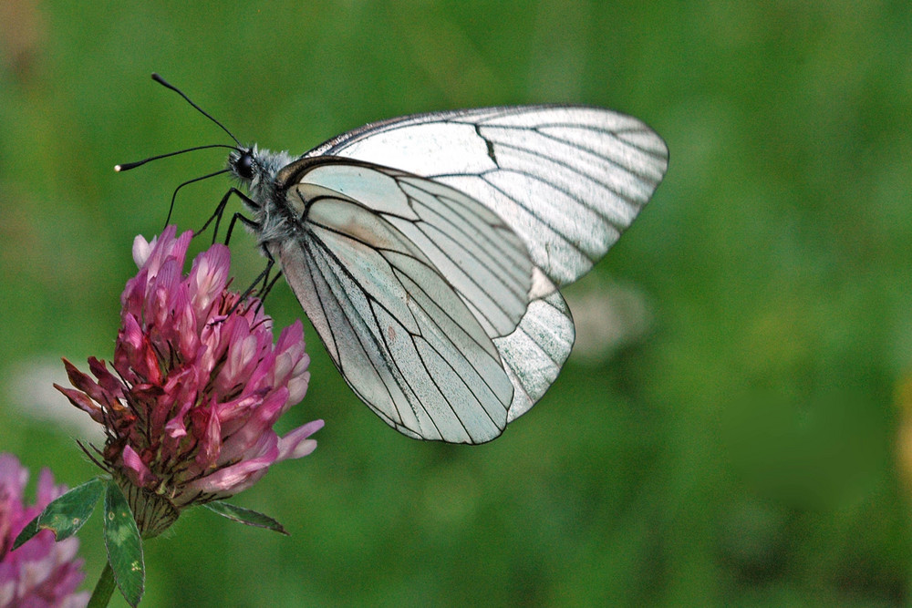 Baumweißling ( Aporia crataegi)