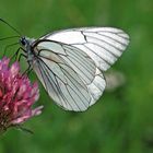 Baumweißling ( Aporia crataegi)