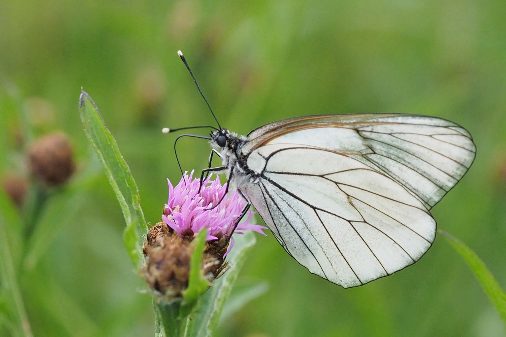 Baumweißling (Aporia crataegi)