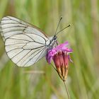 Baumweißling (Aporia crataegi)