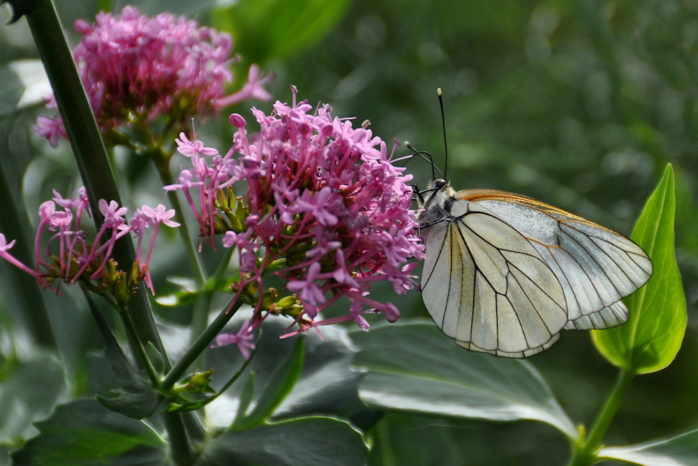 Baumweißling (Aporia crataegi)