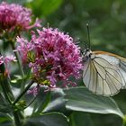 Baumweißling (Aporia crataegi)