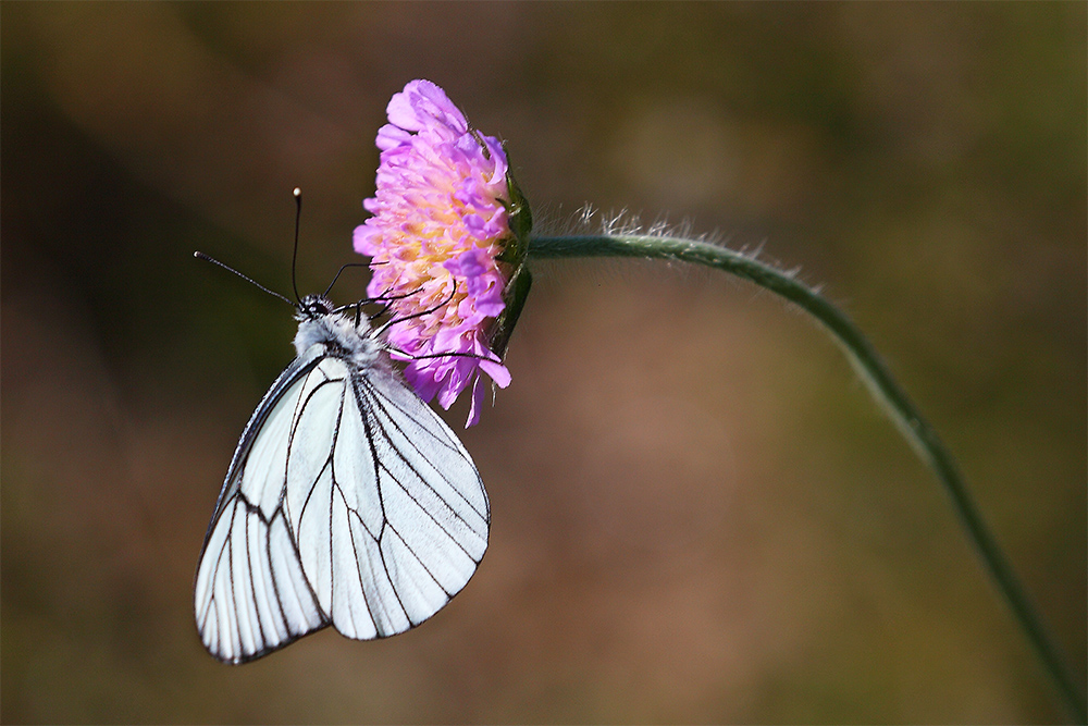 Baumweißling (Aporia crataegi)