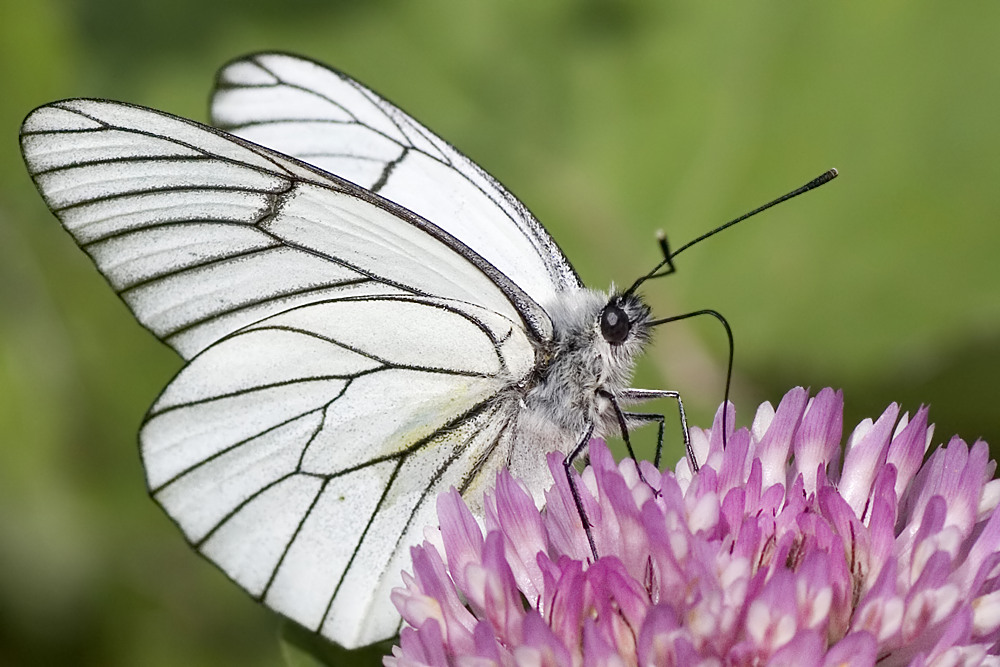 baumweissling (aporia crataegi)