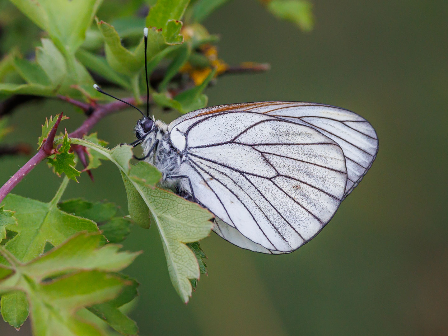 Baumweissling (Aporia crataegi)