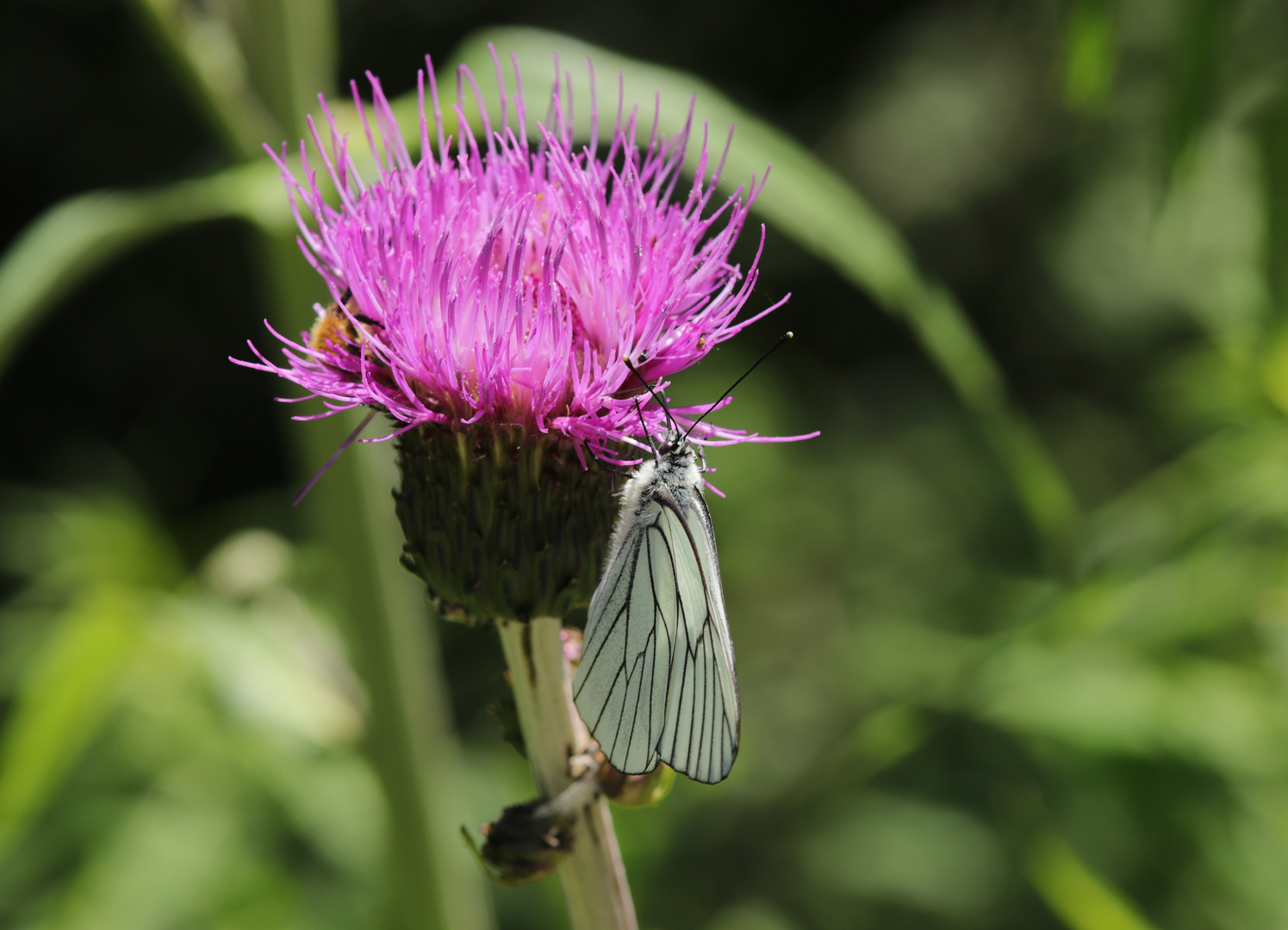 Baumweißling, Aporia crataegi