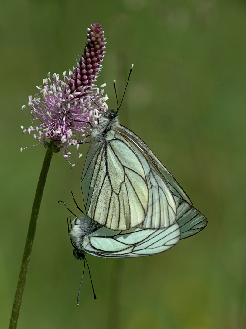 Baumweißling (Aporia crataegi)