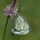 Baumweißling (Aporia crataegi)