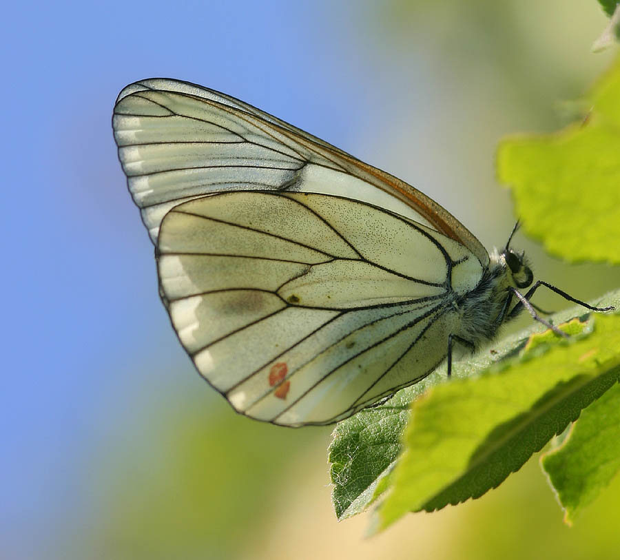 Baumweißling (Aporia crataegi)