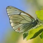 Baumweißling (Aporia crataegi)