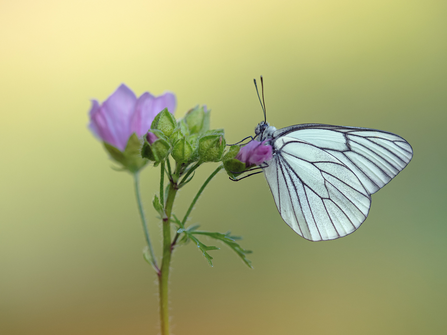 Baumweißling (Aporia crataegi)