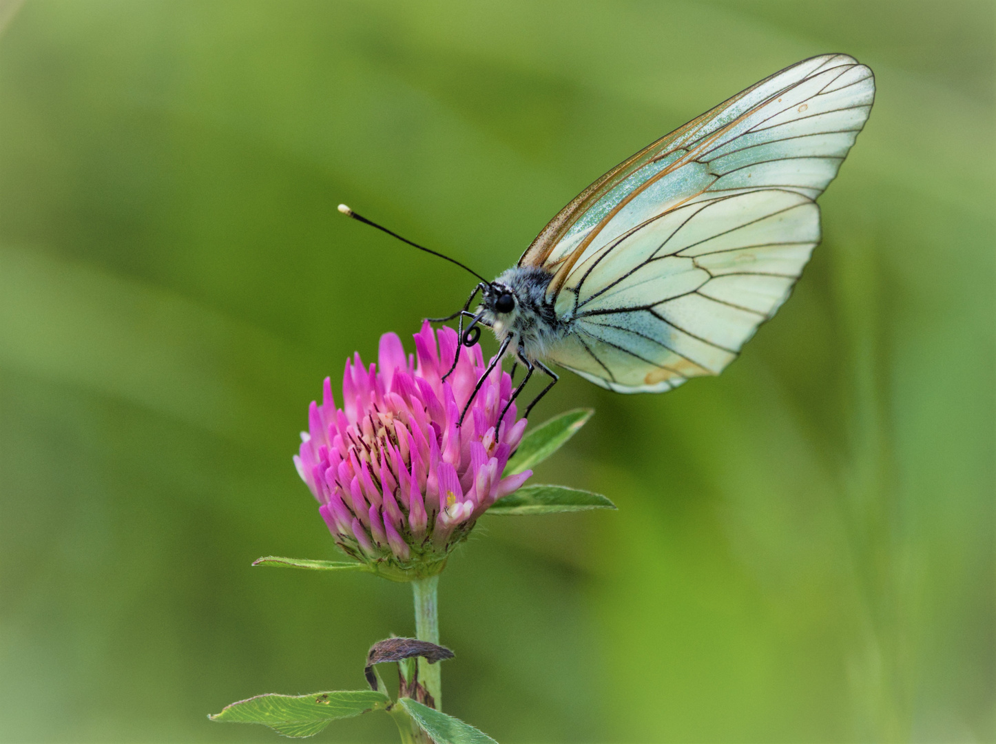 Baumweißling (Aporia crataegi)