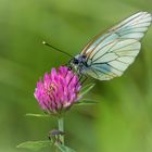 Baumweißling (Aporia crataegi)