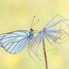 Baumweißling (Aporia crataegi)