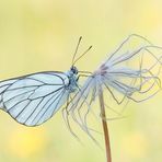 Baumweißling (Aporia crataegi)