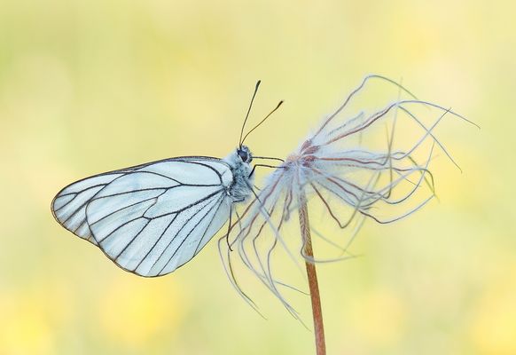 Baumweißling (Aporia crataegi)