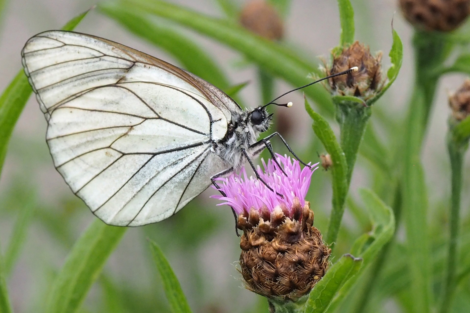 Baumweißling (Aporia crataegi)