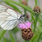 Baumweißling (Aporia crataegi)