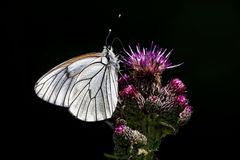 Baumweißling (Aporia crataegi)