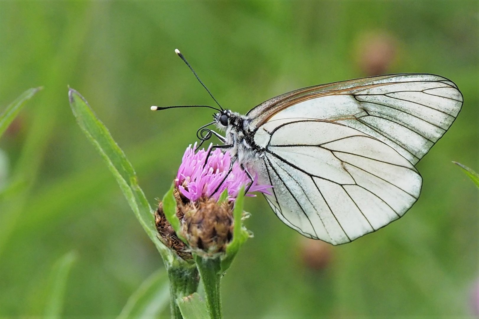 Baumweißling (Aporia crataegi)