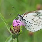 Baumweißling (Aporia crataegi)