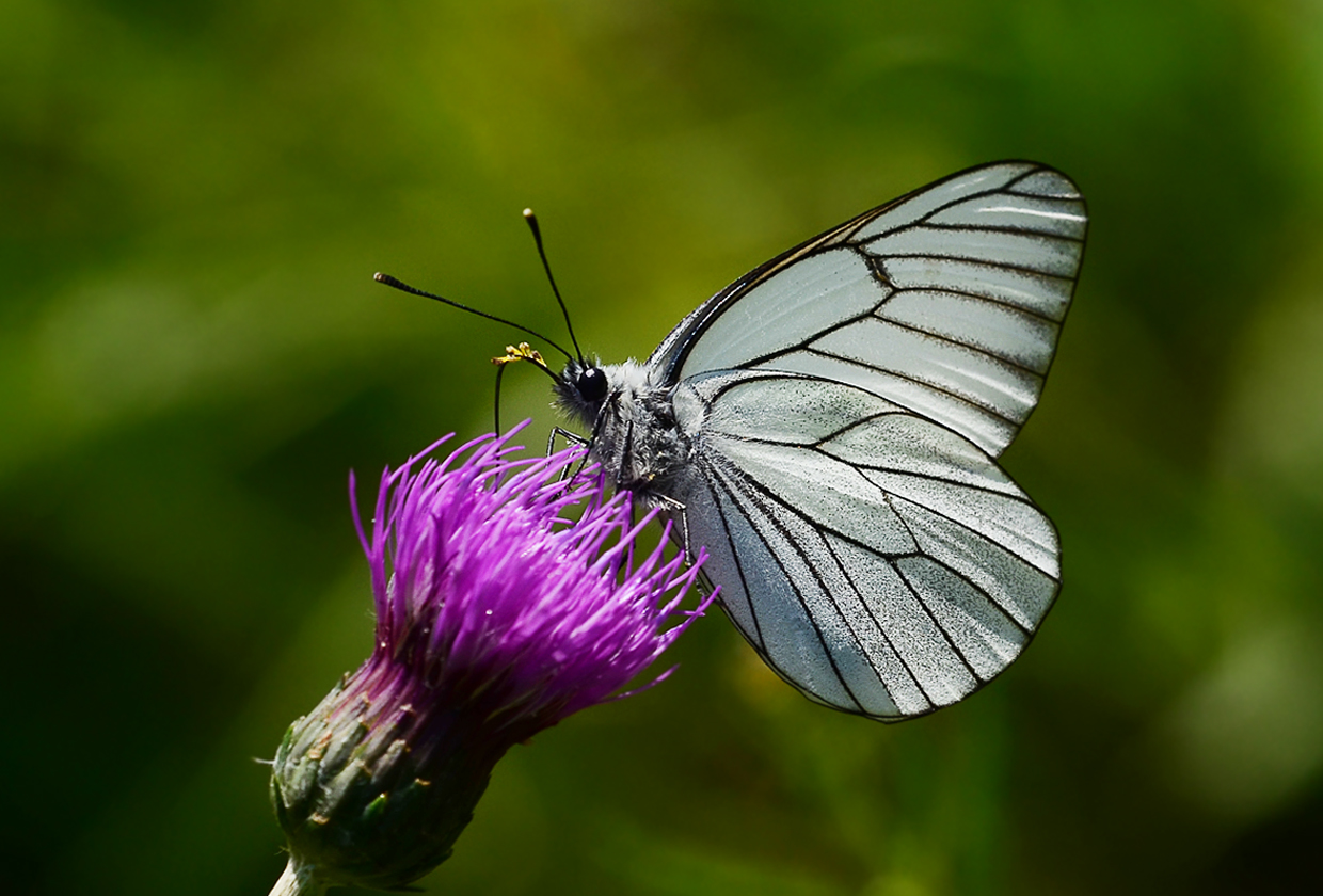 Baumweißling (Aporia crataegi)