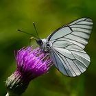 Baumweißling (Aporia crataegi)