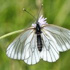 Baumweißling (Aporia crataegi)