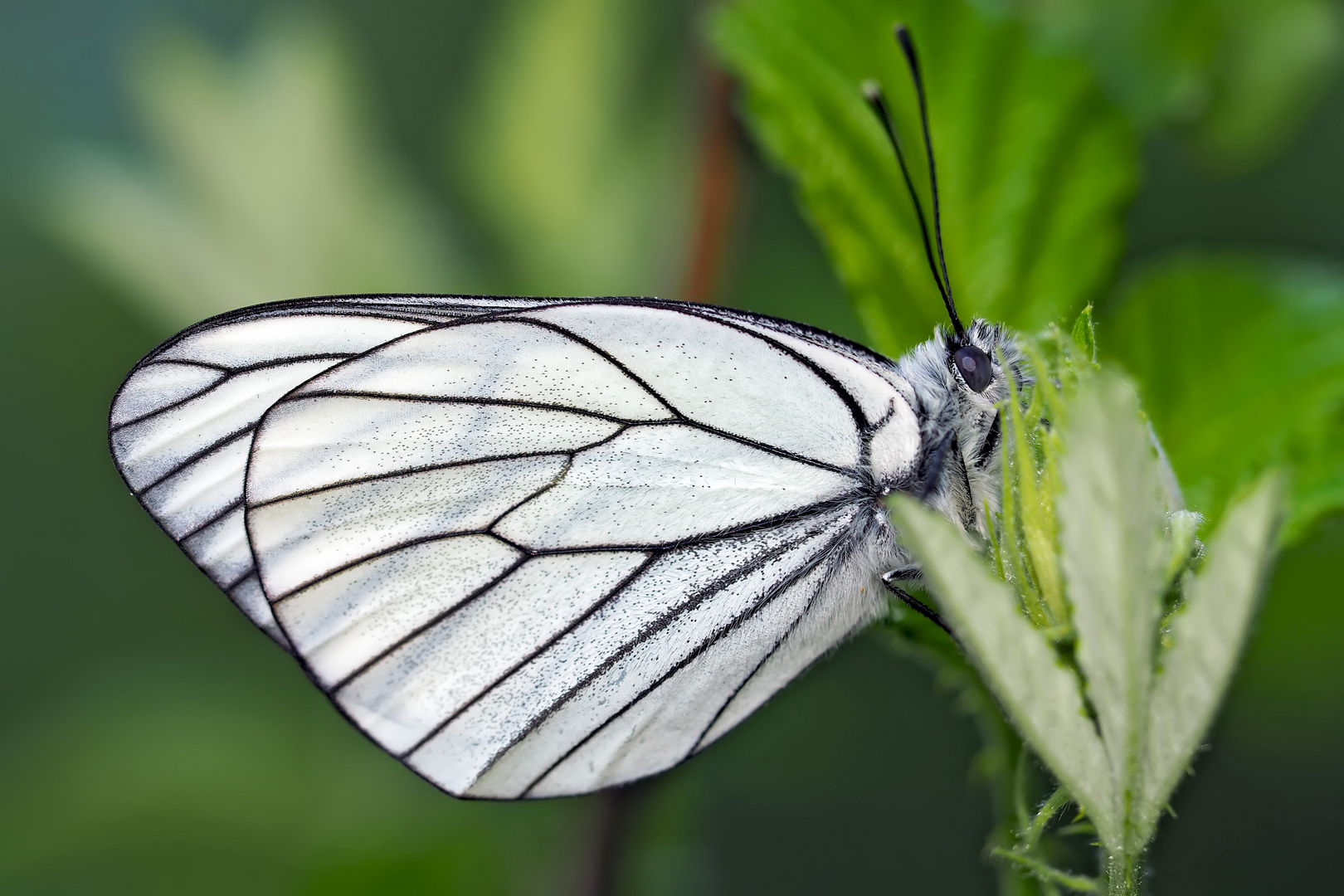 Baumweissling (Aporia crataegi) - Le Gazé ou la Piéride de l'aubépine.