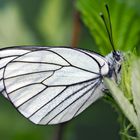 Baumweissling (Aporia crataegi) - Le Gazé ou la Piéride de l'aubépine.