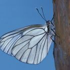 Baumweissling, Aporia crataegi, Unterseite