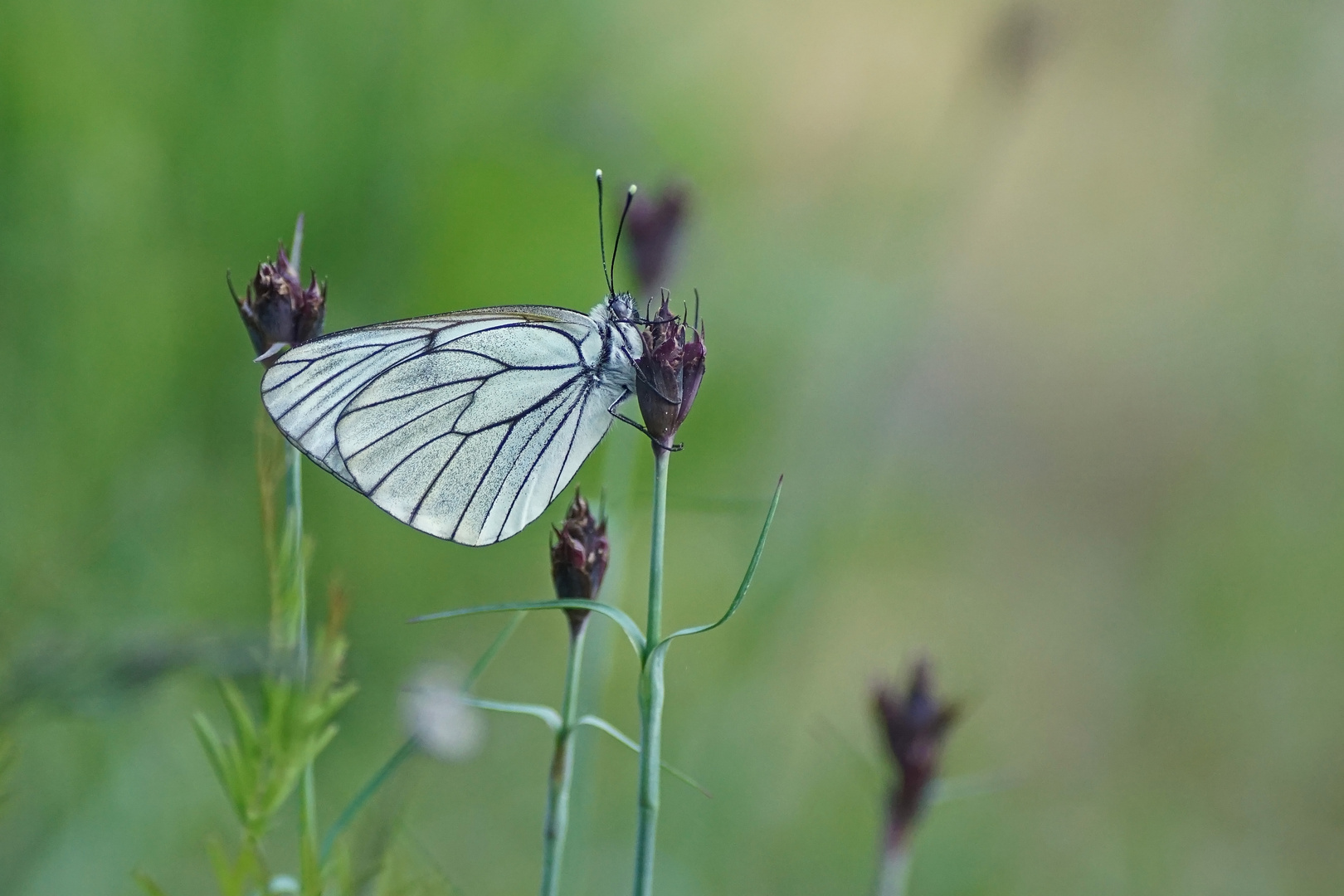 Baumweißling (Aporia crataegie)