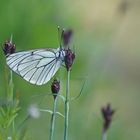 Baumweißling (Aporia crataegie)