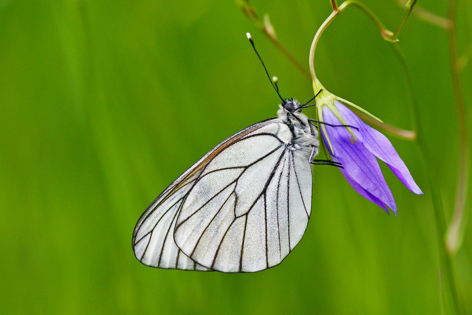 Baumweißling (Aporia crataegie) an seinem Schlafplatz.