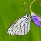 Baumweißling (Aporia crataegie) an seinem Schlafplatz.